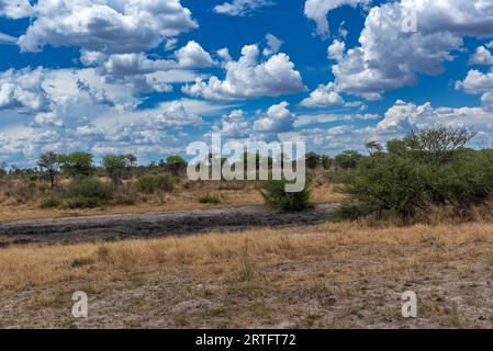 Landschaft im Khaudum-Nationalpark, Namibia Stockfoto