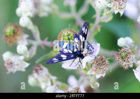 Neungefleckte Motte, die wilde brombeerblüten in der Slowakei (Osteuropa) fressen Stockfoto