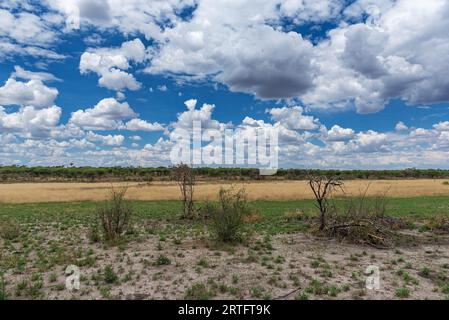 Landschaft im Khaudum-Nationalpark, Namibia Stockfoto