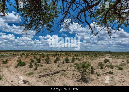 Landschaft im Khaudum-Nationalpark, Namibia Stockfoto