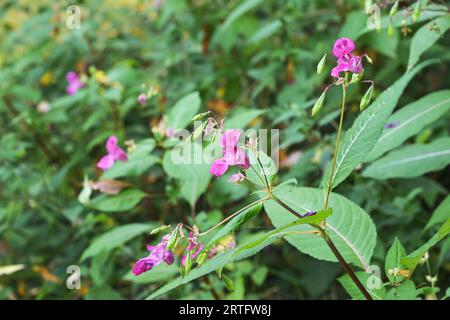 Rosa Blüten und grüne Blätter des Himalaya-Balsams (Impatiens glandulifera), in einigen Gebieten Europas wird die Pflanze als invasiver Neophyt, Co, bekämpft Stockfoto