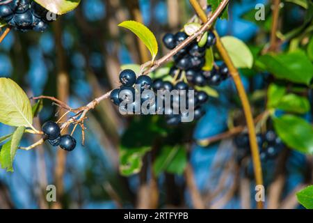 Reife Aronia-Beeren auf einem Baum in Deutschland Stockfoto