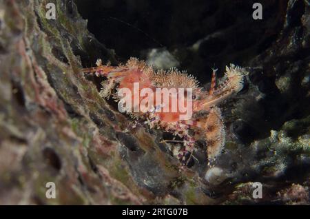 Marmorierte Garnelen, Saron sp, Nachttauchen, Dili Rock East Tauchplatz, Dili, Osttimor Stockfoto