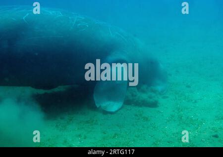 Dugong, Dugong Dugon, als verwundbar eingestuft, Fütterung von Seegras, Tasi Tolu Tauchplatz, Dili, Osttimor Stockfoto