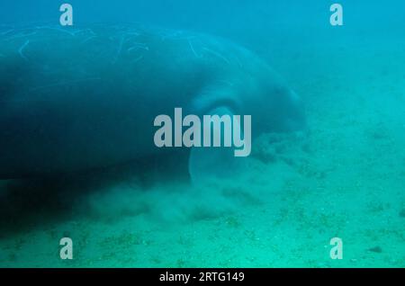 Dugong, Dugong Dugon, als verwundbar eingestuft, Fütterung von Seegras, Tasi Tolu Tauchplatz, Dili, Osttimor Stockfoto