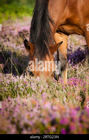 Ein New Forest Pony, das das Gras im Heidekraut auf Isley Common frisst. Stockfoto