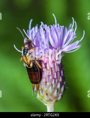 Europäische Ohrenperücke, Forficula Auricularia, ernährt sich von einer Blume Stockfoto