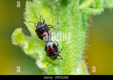 Zweimal erstochener Stink Bugs Paarung, Cosmopepla Lintneriana Stockfoto