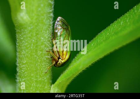 Typischer Treehopper, Acutalis Tartarea Stockfoto