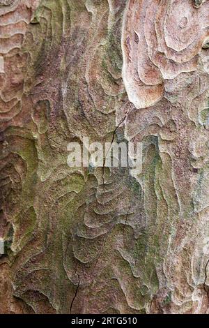 Nahaufnahme der ungewöhnlichen Rinde eines Kauri-Baums (Agathis australis) in Arudel Castle Gardens, Arundel, West Sussex, Großbritannien Stockfoto