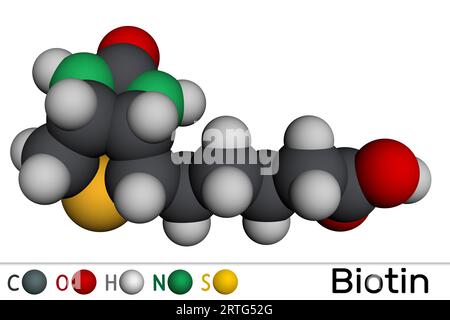 Biotin-Molekül. Vitamin B7, das in vielen Multivitaminprodukten enthalten ist. Molekulares Modell. 3D-Rendering. Abbildung Stockfoto