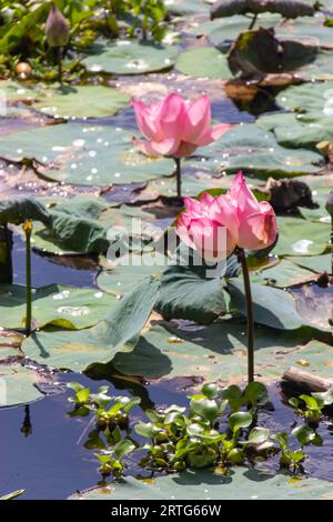 Zwei Heilige Lotusse | Indischer Lotus | Nelumbo Nucifera. Die Schönheit der beiden heiligen Lotusse ist in ihrem natürlichen Lebensraum gefangen. Stockfoto