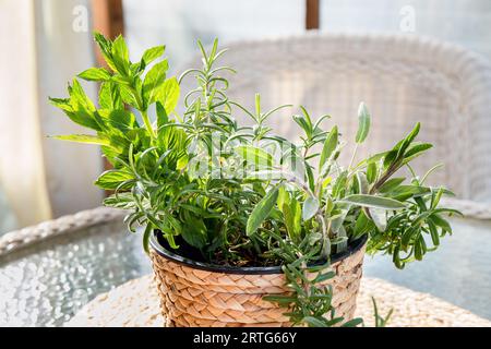 Verschiedene frische aromatische Kräuter, die im Blumentopf auf der Terrasse wachsen. Rosmarin, Pfefferminze, Salbei im geflochtenen Blumentopf aus natürlichem Material. Stockfoto