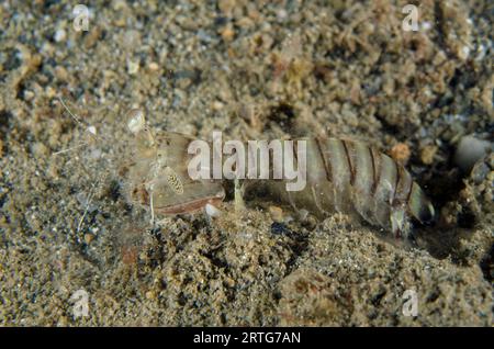 Tiger Mantis Shrimp, Lysiosquillina maculata, Nachttauchen, Dili Rock East Tauchplatz, Dili, Osttimor Stockfoto