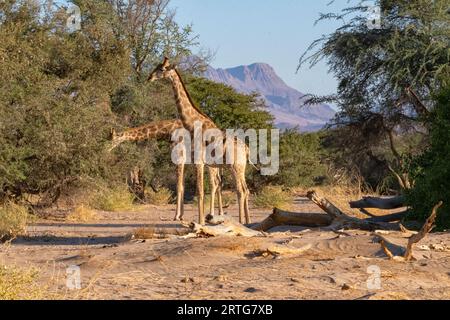 Giraffen in der Wüste Damaraland in Namibia Stockfoto