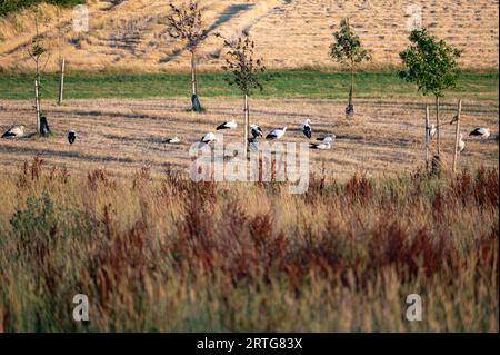 Viele weiße Störche (Ciconia ciconia) versammeln sich abends auf einer grünen Wiese und putzen sich selbst. Stockfoto