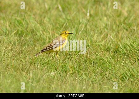 Gelbschwanzfutter auf einem Ackerfeld während der Frühlingszeit. East Sussex, England, Großbritannien. Stockfoto