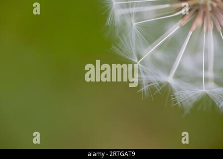 Detail der Löwenzahnuhr auf grünem Hintergrund Stockfoto
