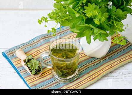 Alchemilla vulgaris, gewöhnlicher Frauenmantel, medizinischer Kräutertee in klarem Becher. Frische Frauenmantelpflanzen in Vase, Tee in Glas und getrocknetes Teepulver. Stockfoto