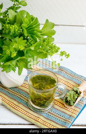 Alchemilla vulgaris, gewöhnlicher Frauenmantel, medizinischer Kräutertee in klarem Becher. Frische Frauenmantelpflanzen in Vase, Tee in Glas und getrocknetes Teepulver. Stockfoto