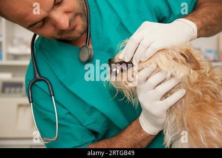 Nahaufnahme von Tierarzt Inspektion Hund Zähne Stockfoto