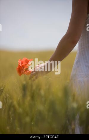 Nahaufnahme von eine Frau Hand rote Mohnblumen in einem Feld Stockfoto