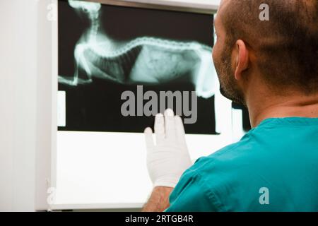 Rückansicht eines Tierarztes Blick auf x-ray Stockfoto
