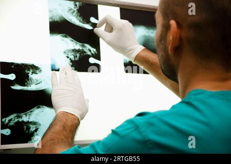 Rückansicht eines Tierarztes Blick auf x-ray Stockfoto