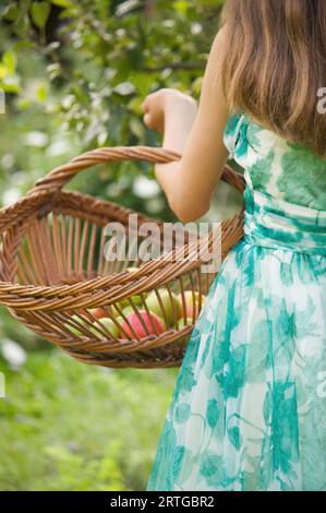 Rückansicht eines Mädchens im Teenageralter in einem Apfelgarten, der eine Korbtrage mit Äpfeln hält Stockfoto