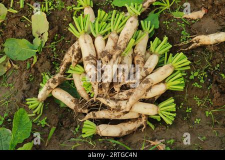 Frische weiße Radieschen auf dem Ackerland, Ernte der weißen Radieschen, frische Radieschen im Garten, landschaftliches Gemüsefeld Stockfoto