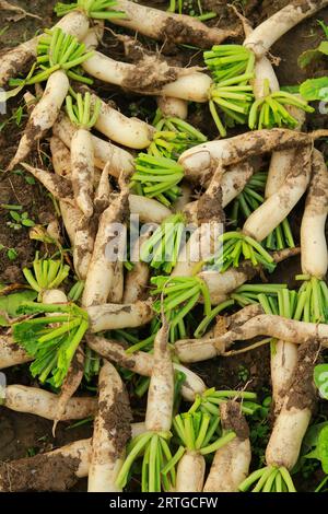 Frische weiße Radieschen auf dem Ackerland, Ernte der weißen Radieschen, frische Radieschen im Garten, landschaftliches Gemüsefeld Stockfoto