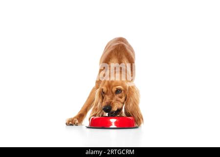 Wunderschöner reinrassiger Hund, englischer Cocker Spaniel Trinkwasser aus Schüssel isoliert auf weißem Hintergrund Stockfoto