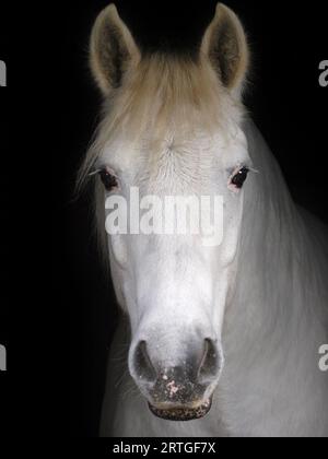 Ein Kopfschuss eines älteren grauen Pferdes vor schwarzem Hintergrund. Stockfoto