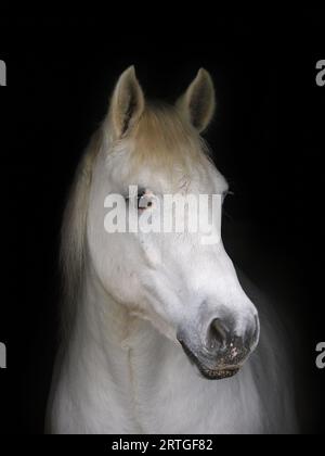 Ein Kopfschuss eines älteren grauen Pferdes vor schwarzem Hintergrund. Stockfoto