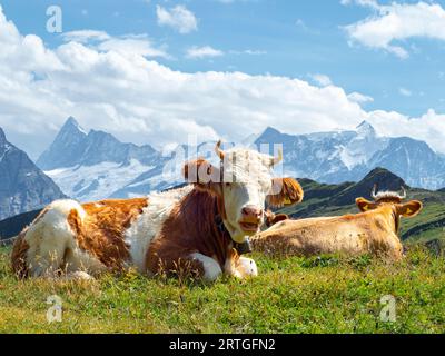 Braune und weiße schweizer Kuh mit einer Kuhglocke, die auf dem Gras auf einer Almweide in den Schweizer Alpen liegt Stockfoto