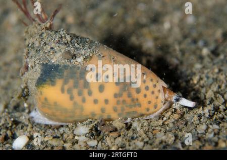 Flohbiss Cone Shell, Conus pulicarius, Nachttauchen, Dili Rock East Dive Site, Dili, East Timor Stockfoto