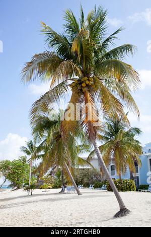Der Blick auf schiefe Palmen mit Kokosnüssen am Grand Cayman Island Seven Mile Beach (Cayman Islands). Stockfoto