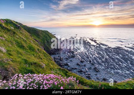 Thrift, oder Sea Pinks (Armeria maritima), wächst im Frühsommer auf der Klippe an der Küste von North Devon in der Nähe des Westens von Ho!, England. Stockfoto