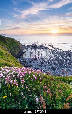 Thrift, oder Sea Pinks (Armeria maritima), wächst im Frühsommer auf der Klippe an der Küste von North Devon in der Nähe des Westens von Ho!, England. Stockfoto