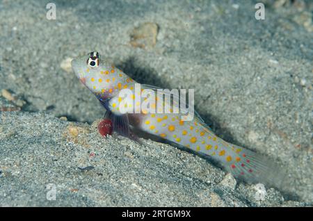 Gefleckte Shrimpgoby, Amblyeleotris guttata, Eingang zum Schutzloch, K41 Tauchplatz, Dili, Osttimor Stockfoto