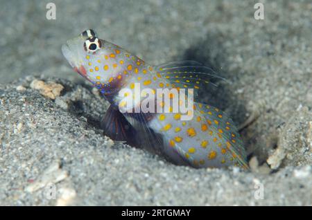 Gefleckte Shrimpgoby, Amblyeleotris guttata, Eingang zum Schutzloch, K41 Tauchplatz, Dili, Osttimor Stockfoto