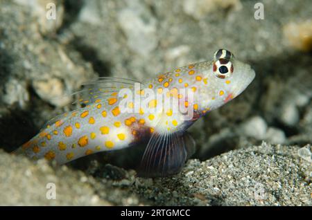 Gefleckte Shrimpgoby, Amblyeleotris guttata, Eingang zum Schutzloch, K41 Tauchplatz, Dili, Osttimor Stockfoto