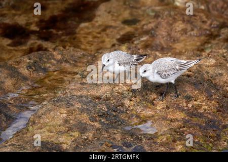 Zwei Sanderlinge (Calidris alba), die auf nassen Felsen forschen - Fuerteventura Stockfoto