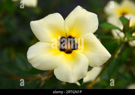 Weiße Buttercup-Blüten blühen im Garten, die Blütenblätter sind weiß mit einer Kombination aus Gelb und Braun in der Mitte. Stockfoto