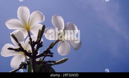 Weiße Frangipani-Blüten vor blauem Himmel Stockfoto