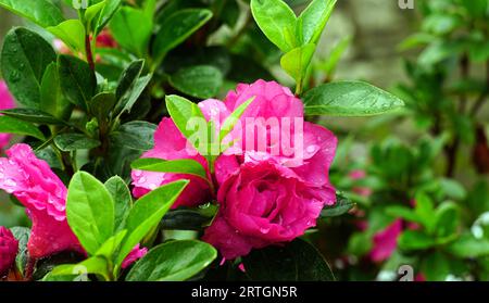 Auf dem Baum blühen rosa Blüten der Camellia hiemalis Stockfoto