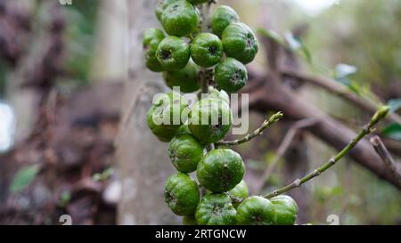 Ficus nota hat glänzend grüne Früchte mit einer glatten haarigen Oberfläche und hellen Flecken. Stockfoto