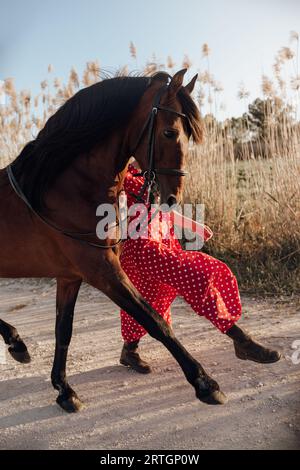 Unkenntlich Dame im gepunkteten roten Kleid führt tänzelnden Pferd auf Pfad in der Nähe von Wiese Stockfoto
