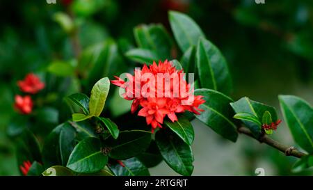 Leuchtend rote Ixora-Kaktusblumen blühen auf Baumzweigen Stockfoto