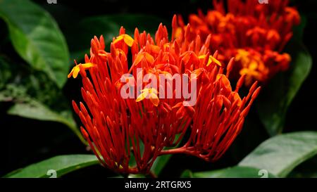 Ixora coccinea oder brennende Liebesblumen blühen auf den Zweigen von Bäumen mit dichten Blättern Stockfoto